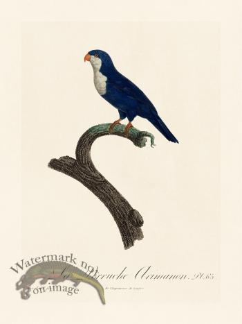 Barraband Parrot 065